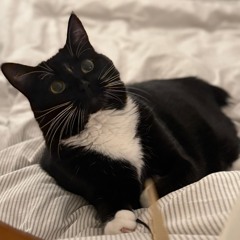 dusty ol' disco teaser