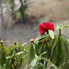Ich wollt ääfach mol..... (für Elisabeth)