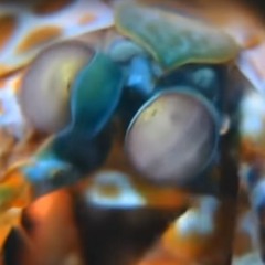 Pluteus Cyanopus