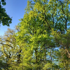 Birdsong in the Spring, morning