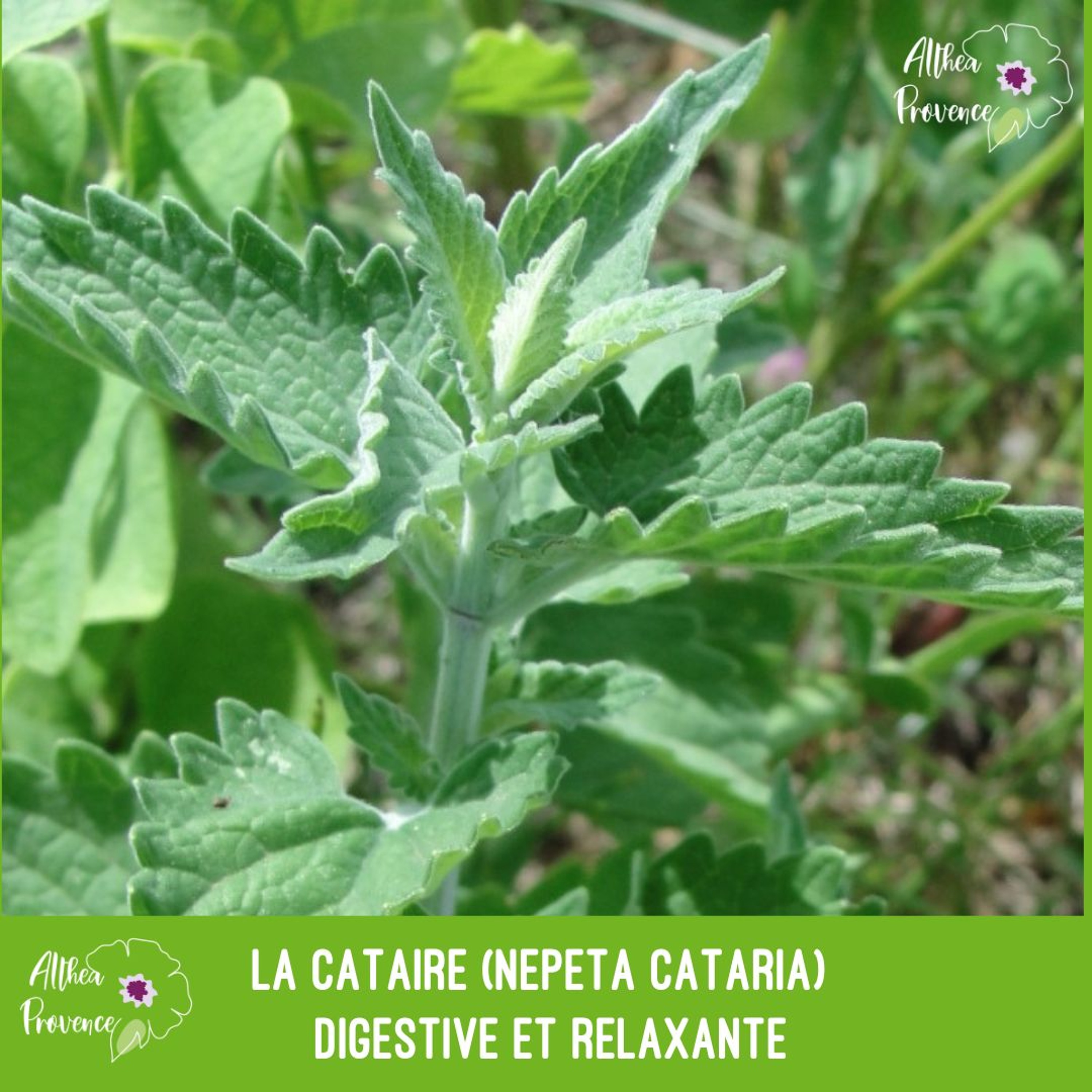 La cataire (Nepeta cataria) – digestive et relaxante