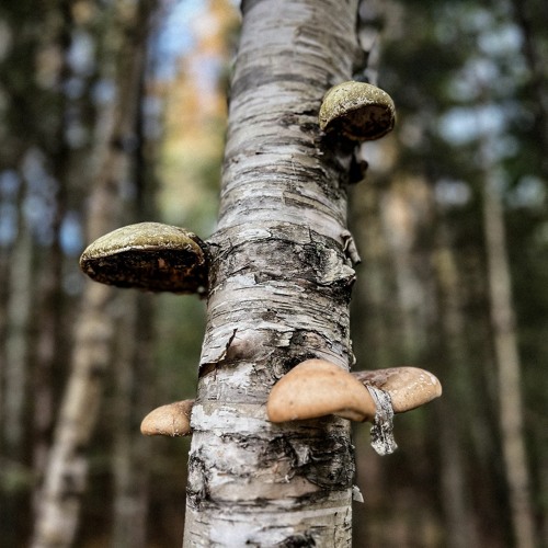 Mark Slee - The Woods: Winter Wander [December 2023]