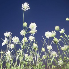 never ends +++ feat. sosi ( recycleBin )