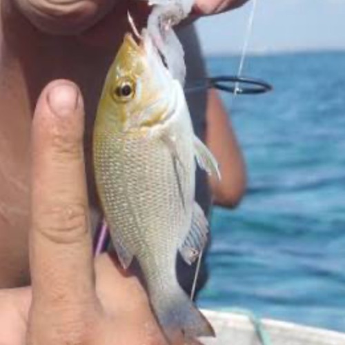 The Bait (🎣 🎭)