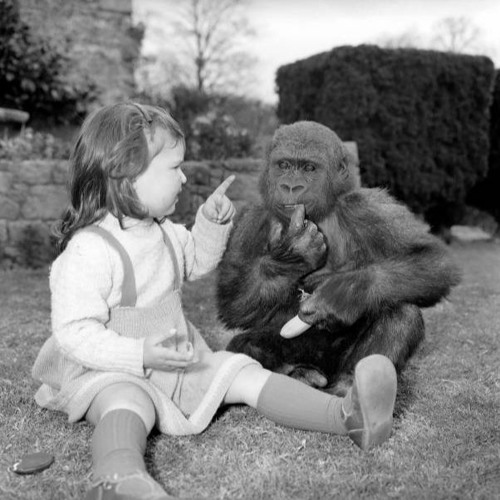 late.nite.monkey.business - pretty crazy show 86