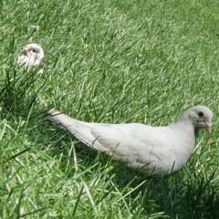 [Demo] Do What You Want - D'Amonte DRDONDADUDE