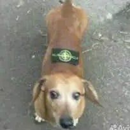 Gayo