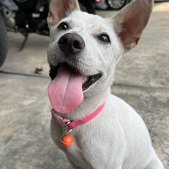 munchiesboi - y u cry ft jsad