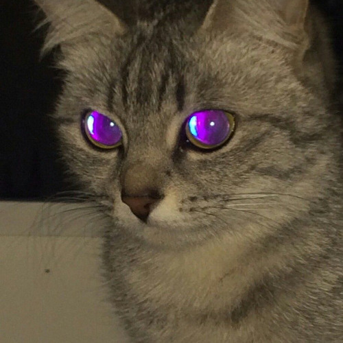 TRANSFORMO