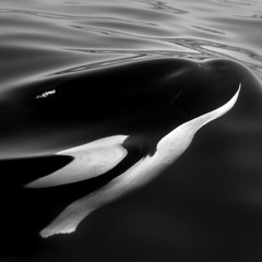 Orca (Free Download)
