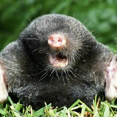 Below Ground Mix 29.05.2020