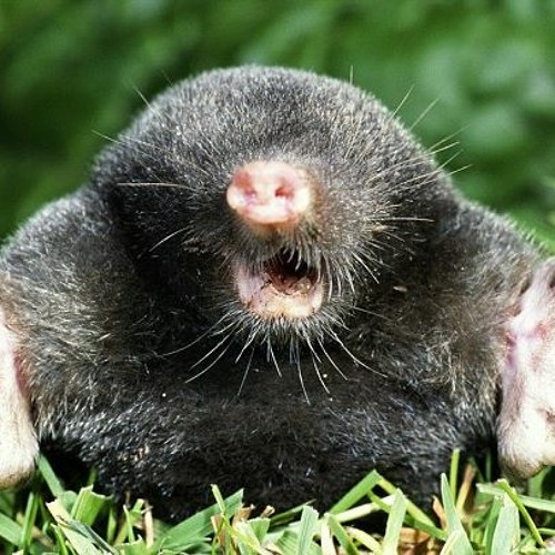 Below Ground Mix 29.05.2020