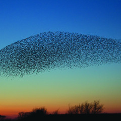 III  Murmurations - Flute