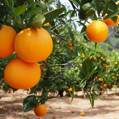 Sparta Grapefruit Mix DLE