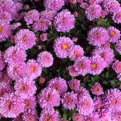 forgive my involvement (demo)