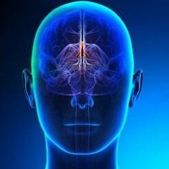 - Corpus Callosum -