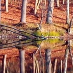 biesentales on cashmere radio