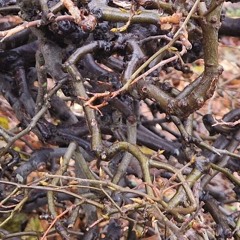 ballad of the beetle