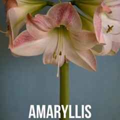 Boris Brejcha🃏 - Amaryllis (Unreleased)