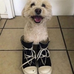 OregonWashCart ┃(prod. fleura)