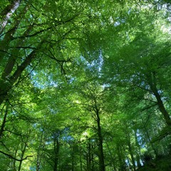 If You Could Read My Mind - Gordon Lightfoot