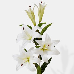 White Lily