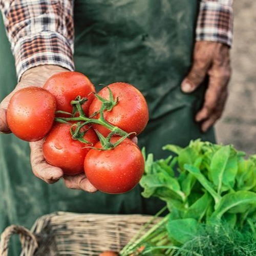 Tomato Or Tomatoes