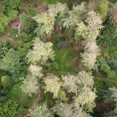 Birnam Wood