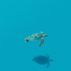 Ocean of Dreams