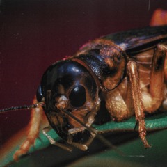 CRICKETS (prod. Austin Knoll)