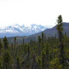 Journey Above the Tundra: Dance of the Willow Ptarmigan