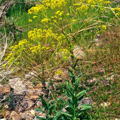 Guide - Isatis Tinctoria (Dyer’s Woad)