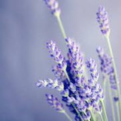 Lavender Bones
