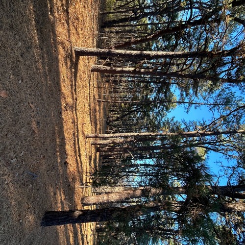 Forest Bathing Script SAMPLE