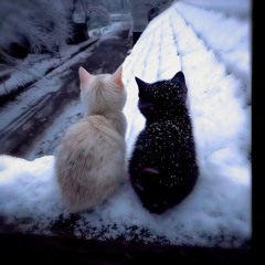ты не котенок