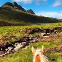 Travelling by Wolf Light