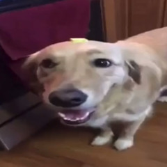 butter dog type rap - clown_depot/mcmangos1