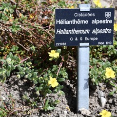 Helianthemum alpestre