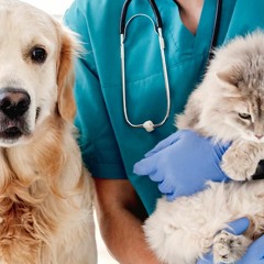 Tips for Selecting a Pet Health Insurance Plan