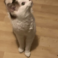 Cat of Ages