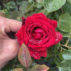 MAZZY $TAR (Prod. Sli x Milli2k3)