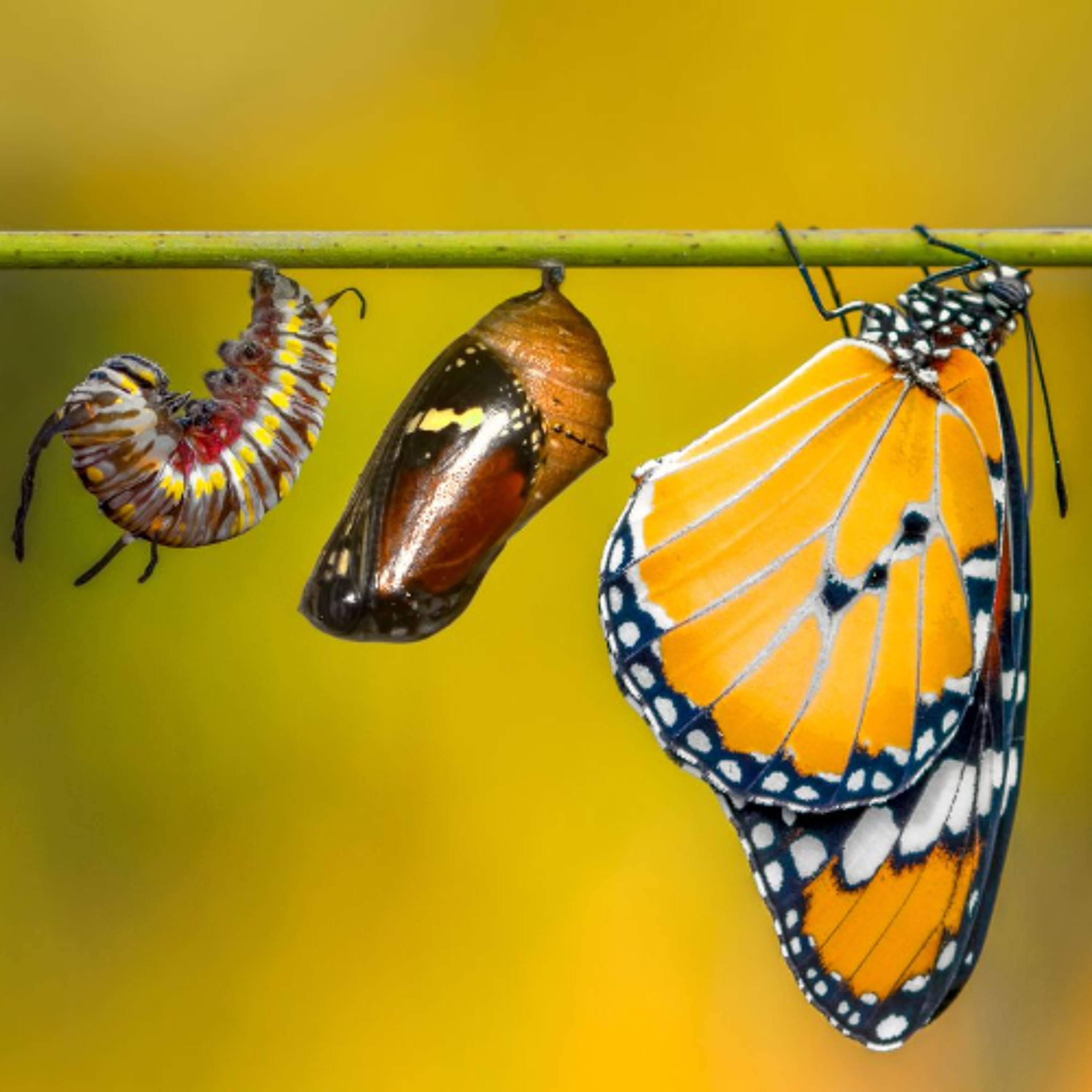 Best of Awake in the World : Transforming Pain