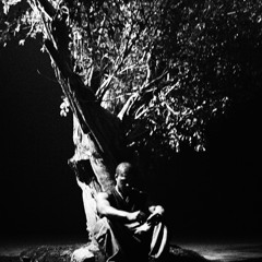 Sycamore Tree