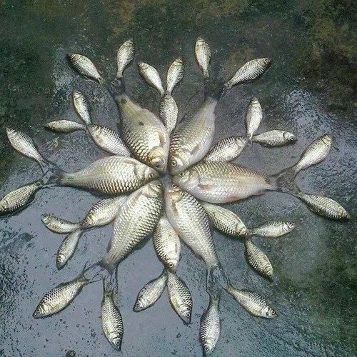 tbd cd mix