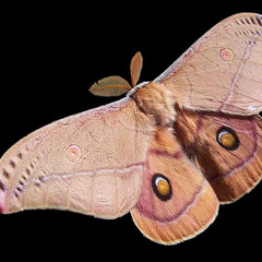 Moth Interlude