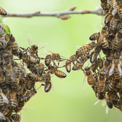 Wisdom of the Swarm: Bugs, Bots and Beyond?