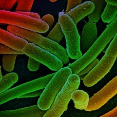 Microbe - What Is This