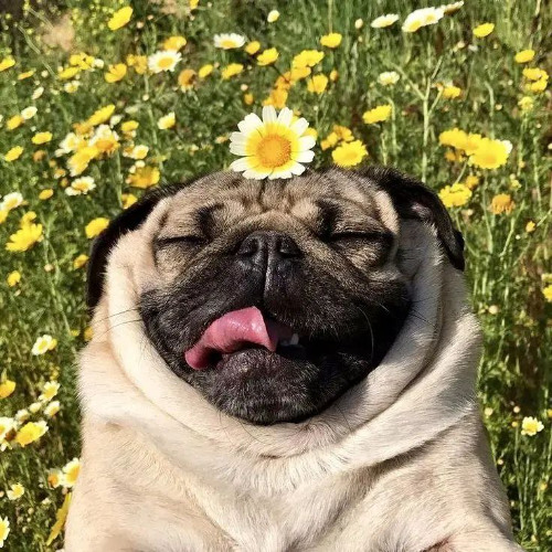 круамбл куке