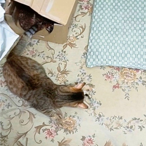 Dangerous Beast U-chan