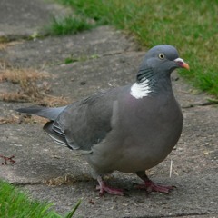 Wood Pigeon Song